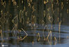 2021年1月7日，在江苏省淮安市钵池山公园，荷塘中的残荷被冰面封冻，形成独特的冬季风景。受强冷空气影响，淮安市12小时气温骤降10摄氏度以上，荷塘中的残荷形态各异、惟妙惟肖。