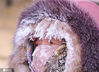 2021年1月7日，哈尔滨市，最低气温降至零下29度，是今年入冬以后最冷的一天。城市街头，人们都穿着厚厚的棉服，戴着各种御寒物品。口罩、围巾、帽子上都结出了一层厚厚的冰霜。
