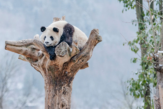 四川卧龙：寒冬腊月熊猫欢 树杈上思考“熊“生