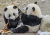 2021年1月7日，寒冬腊月里的四川省阿坝藏族羌族自治州汶川县，中国大熊猫保护研究中心耿达神树坪基地内的大熊猫在玩耍，美食，睡眠，萌态十足惹人爱。