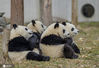 2021年1月7日，寒冬腊月里的四川省阿坝藏族羌族自治州汶川县，中国大熊猫保护研究中心耿达神树坪基地内的大熊猫在玩耍，美食，睡眠，萌态十足惹人爱。
