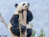 2021年1月7日，寒冬腊月里的四川省阿坝藏族羌族自治州汶川县，中国大熊猫保护研究中心耿达神树坪基地内的大熊猫在玩耍，美食，睡眠，萌态十足惹人爱。来源：IC photo