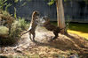 2021年10月9日，在江苏省南京高淳区固城湖水漫城动物园，两只老虎在嬉戏。
