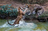 2021年10月9日，在江苏省南京高淳区固城湖水漫城动物园，两只老虎在水中嬉戏。