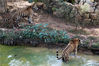 2021年10月9日，在江苏省南京高淳区固城湖水漫城动物园，两只老虎在嬉戏。