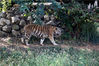 2021年10月9日，在江苏省南京高淳区固城湖水漫城动物园，一只老虎在园中漫步。来源：视觉中国