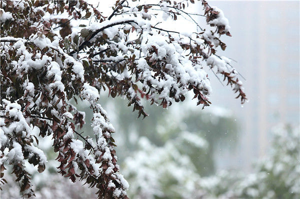 甘肃平凉十月飞雪 开启一夜入冬模式2021-10-10