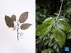 Combo photo taken on Oct. 10, 2021 shows a sample of Craigia yunnanensis collected by researchers in the wild (L) and a transplanted Craigia yunnanensis plant growing in the Kunming Botanical Garden in Kunming, southwest China's Yunnan Province. Kunming Botanical Garden has built a garden featuring Plant Species with Extremely Small Populations (PSESP) since 2015. Currently, a total of 44 rare target species have been transplanted into the garden under protection efforts. (Xinhua/Jin Liwang)