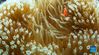 Photo taken on Sept. 28, 2021 shows a clownfish and sea anemone in the waters of Fenjiezhou Island of Hainan Province, south China. Fenjiezhou Island, located in the Lingshui Li Autonomous County, boasts coral reef ecosystem. Before proper development and management, the coral reefs, as well as seabed ecology, have been severely damaged due to illegal exploitation. To restore the local underwater ecology, Fenjiezhou scenic area authorities, together with oceanic and fishery researchers, have been growing and transplanting corals since 2004. Meanwhile, fishermen have been offered jobs in the scenic area. After over ten years of protection and restoration, the coral coverage rate of Fenjiezhou Island waters has reached 34 percent, with some area reaching 40 percent to 50 percent. The improvement of underwater ecosystem has attracted more marine creatures. (Xinhua/Yang Guanyu)
