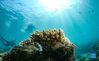 Photo taken on Sept. 28, 2021 shows corals on the seabed in the waters of Fenjiezhou Island of Hainan Province, south China. Fenjiezhou Island, located in the Lingshui Li Autonomous County, boasts coral reef ecosystem. Before proper development and management, the coral reefs, as well as seabed ecology, have been severely damaged due to illegal exploitation. To restore the local underwater ecology, Fenjiezhou scenic area authorities, together with oceanic and fishery researchers, have been growing and transplanting corals since 2004. Meanwhile, fishermen have been offered jobs in the scenic area. After over ten years of protection and restoration, the coral coverage rate of Fenjiezhou Island waters has reached 34 percent, with some area reaching 40 percent to 50 percent. The improvement of underwater ecosystem has attracted more marine creatures. (Xinhua/Yang Guanyu)