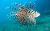 A lionfish (pterois volitans) swims in the waters of Fenjiezhou Island of Hainan Province, south China, Sept. 29, 2021. Fenjiezhou Island, located in the Lingshui Li Autonomous County, boasts coral reef ecosystem. Before proper development and management, the coral reefs, as well as seabed ecology, have been severely damaged due to illegal exploitation. To restore the local underwater ecology, Fenjiezhou scenic area authorities, together with oceanic and fishery researchers, have been growing and transplanting corals since 2004. Meanwhile, fishermen have been offered jobs in the scenic area. After over ten years of protection and restoration, the coral coverage rate of Fenjiezhou Island waters has reached 34 percent, with some area reaching 40 percent to 50 percent. The improvement of underwater ecosystem has attracted more marine creatures. (Xinhua/Yang Guanyu)