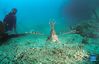 A lionfish (pterois volitans) swims in the waters of Fenjiezhou Island of Hainan Province, south China, Sept. 29, 2021. Fenjiezhou Island, located in the Lingshui Li Autonomous County, boasts coral reef ecosystem. Before proper development and management, the coral reefs, as well as seabed ecology, have been severely damaged due to illegal exploitation. To restore the local underwater ecology, Fenjiezhou scenic area authorities, together with oceanic and fishery researchers, have been growing and transplanting corals since 2004. Meanwhile, fishermen have been offered jobs in the scenic area. After over ten years of protection and restoration, the coral coverage rate of Fenjiezhou Island waters has reached 34 percent, with some area reaching 40 percent to 50 percent. The improvement of underwater ecosystem has attracted more marine creatures. (Xinhua/Yang Guanyu)