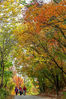 Mid-October is the best time to enjoy autumn leaves in Beijing. [Photo provided to chinadaily.com.cn]