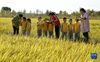 10月16日，河北省临城县县直幼儿园的孩子在老师带领下参观稻田。