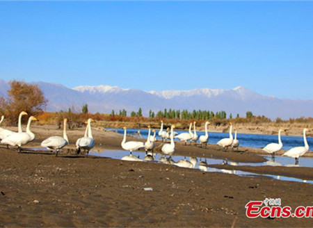 Migratory swans leave Xinjiang one month earlier than usual