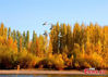 Swans swim in the Kaidu River, Xinjiang Uygur Autonomous Region, Oct. 13, 2021. (Photo/Bai Kebin)