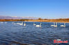 Swans swim in the Kaidu River, Xinjiang Uygur Autonomous Region, Oct. 13, 2021. (Photo/Bai Kebin)