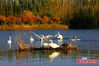 Swans stand on the shore of the Kaidu River, Xinjiang Uygur Autonomous Region, Oct. 13, 2021. (Photo/Bai Kebin)As the weather turns cool, about 30 swans from Bayanbulak Grassland flew to the reach of 21st regiment of the 2nd Division of Xinjiang Production and Construction Corps in Kaidu River Basin of Yanqi Basin to spend winter. The swans moved a month earlier than usual this year because of the weather. Since the first six swans were discovered here in the winter of 2013, swans have been living and overwintering here for 9 consecutive years. The number of migratory swans has increased from dozens to hundreds in recent years, attracting many tourists.