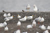 2021年10月20日，山东青岛，胶州湾海洋公园红岛段一处渔港，五只中华凤头燕鸥一起栖息的画面。