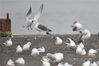 2021年10月20日，山东青岛，一只中华凤头燕鸥在胶州湾海洋公园红岛段一处渔港准备落下。