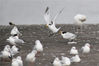 因其踪迹难觅，种群数量稀少，被鸟类学家称为“神话之鸟”。一只中华凤头燕鸥在胶州湾海洋公园红岛段一处渔港准备落下。