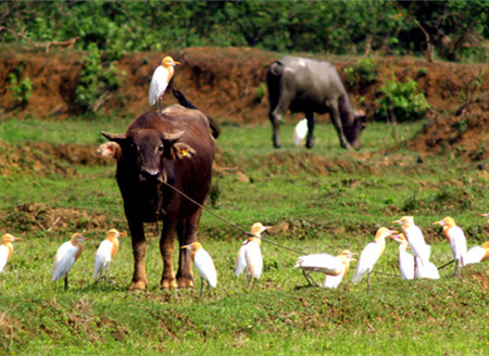 Arrival of migratory birds turns China's Hainan into 