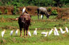 Photo shows a cattle egret foraging on the back of a bull. (People's Daily Online/Zheng Meihua)Since the arrival of autumn this year, south China's Hainan province has welcomed flocks of migratory birds.
Thanks to its improved ecological environment, Hainan is currently home to a rising number of trees and wetlands, as well as birds.