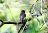 Photo shows two birds foraging in the rainforest. (People's Daily Online/Zheng Meihua)