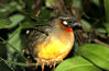 Photo shows a Hainan partridge (also called Arborophila ardens). This species was listed in the China Red Data Book of Endangered Species as well as the List of Wild Animals under State Priority Conservation. (People's Daily Online/Lu Gang)