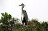 Photo shows a grey heron resting in the wild. (People's Daily Online/Feng Erhui)