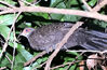 Photo shows a Hainan peacock-pheasant (also called Polyplectron katsumatae), an endangered bird that belongs to the pheasant family Phasianidae. (People's Daily Online/Fu Jianling)