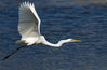 Photo shows an Ardea alba flying over a lake. (People's Daily Online/Zheng Meihua)