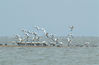 Photo shows a flock of black-faced spoonbills resting next to a wetland. (People's Daily Online/Lu Gang)