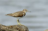 Photo shows an Actitis hypoleucos perching on a rock. (People's Daily Online/Zheng Meihua)