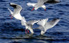 2021年10月17日，黑龙江大庆，滨州湖上鸥鸟成群，觅食嬉戏相互追逐。