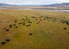 2021年10月21日，四川阿坝州红原县月亮湾湿地，弯弯的河流如同新月般蜿蜒流过，牦牛群在牧场红原草原上吃草进食。