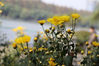 2021年10月21日，南京玄武湖菊花展开幕，百种菊花盛装以待。