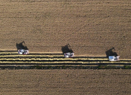 Farmers embrace harvest in north China