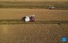 Aerial photo taken on Oct. 21, 2021 shows farmers operating harvesters on a rice field in Wangtan Town of Tangshan, north China's Hebei Province. (Xinhua/Zhu Xudong)