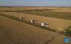 Aerial photo taken on Oct. 21, 2021 shows farmers operating harvesters on a rice field in Wangtan Town of Tangshan, north China's Hebei Province. (Xinhua/Zhu Xudong)