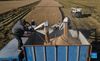 Aerial photo taken on Oct. 21, 2021 shows farmers loading rice onto a truck in Wangtan Town of Tangshan, north China's Hebei Province. (Xinhua/Zhu Xudong)