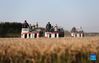 Photo taken on Oct. 21, 2021 shows farmers operating harvesters on a rice field in Wangtan Town of Tangshan, north China's Hebei Province. (Xinhua/Zhu Xudong)