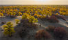 2021年10月20日，在新疆巴音郭楞蒙古自治州尉犁县罗布淖尔国家湿地公园，沙漠、胡杨、红柳等构成了一道美丽的生态画卷。