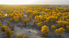 2021年10月20日，在新疆巴音郭楞蒙古自治州尉犁县罗布淖尔国家湿地公园，沙漠、胡杨、红柳等构成了一道美丽的生态画卷。