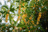 2021年10月24日，江苏南通海安市东洲公园，桂花进入盛花期，一簇簇桂花竞相绽放，芳香怡人。