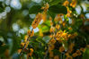 2021年10月24日，江苏南通海安市东洲公园，桂花进入盛花期，一簇簇桂花竞相绽放，芳香怡人。