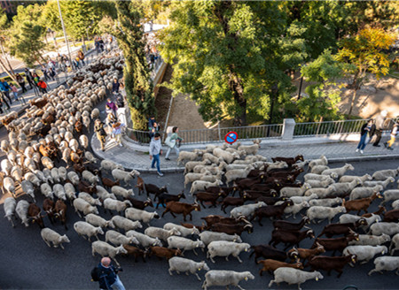A flock of sheep heads to the city center for the annual Transhumance Festival