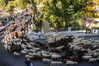 MADRID, SPAIN - OCTOBER 24: A flock of sheep heads to the city center for the annual Transhumance Festival on October 24, 2021 in Madrid, Spain. The Transhumance Festival returns to the streets of Madrid, a traditional event with thousands of sheep filling the main roads of the Spanish capital. Since 1994, this event claims the role of transhumance and extensive livestock farming as a tool for conserving biodiversity and fighting climate change. (Photo by Marcos del Mazo/Getty Images)