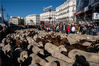 MADRID, SPAIN - OCTOBER 24: Sheep are seen in Sol Square for the annual Transhumance Festival on October 24, 2021 in Madrid, Spain. The Transhumance Festival returns to the streets of Madrid, a traditional event with thousands of sheep filling the main roads of the Spanish capital. Since 1994, this event claims the role of transhumance and extensive livestock farming as a tool for conserving biodiversity and fighting climate change. (Photo by Marcos del Mazo/Getty Images)