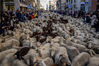 A heard of sheep are guided through central Madrid, Spain, Sunday, Oct. 24, 2021. Shepherds guided sheep through the Madrid streets in defence of ancient grazing and migration rights that seem increasingly threatened by urban sprawl and modern agricultural practices. (Manu Fernandez) 